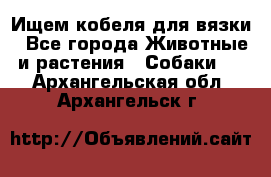 Ищем кобеля для вязки - Все города Животные и растения » Собаки   . Архангельская обл.,Архангельск г.